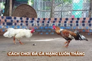 Cách Chơi Đá Gà Sabong Tại EV88 Hướng Dẫn Chi Tiết Cho Tân Thủ