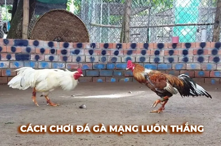 Cách Chơi Đá Gà Sabong Tại EV88 Hướng Dẫn Chi Tiết Cho Tân Thủ